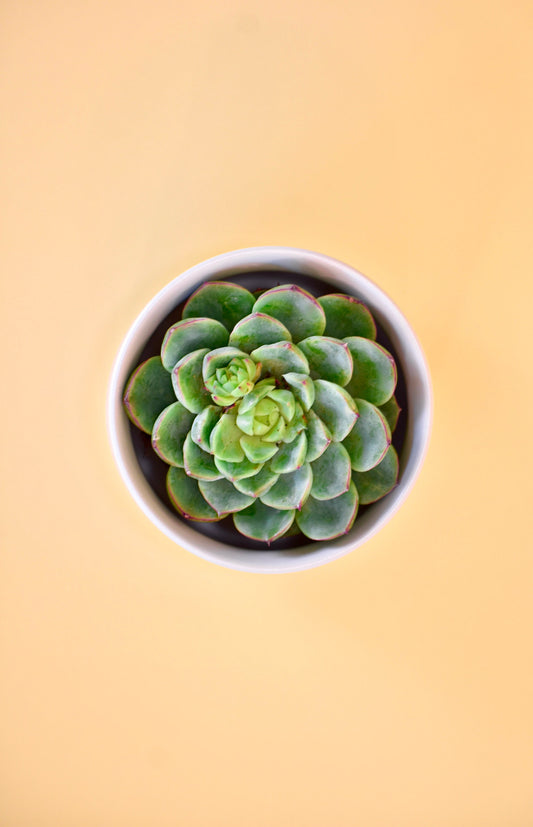 Funny Succulent Ceramic Planter