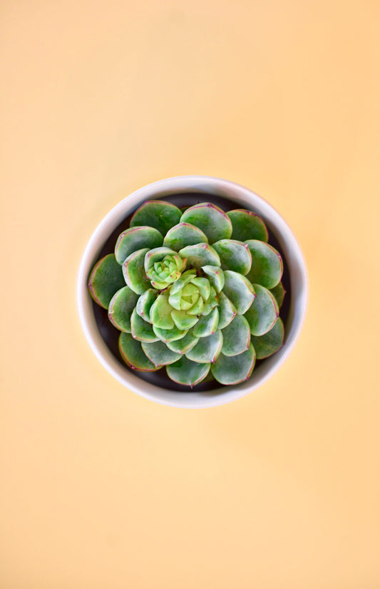 Little Prick Succulent Plant Pot