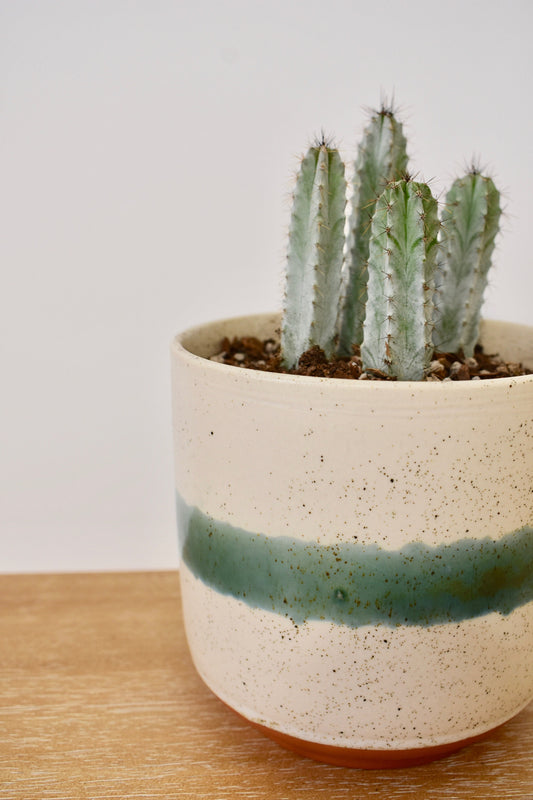 Mateo Cactus Plant Pot