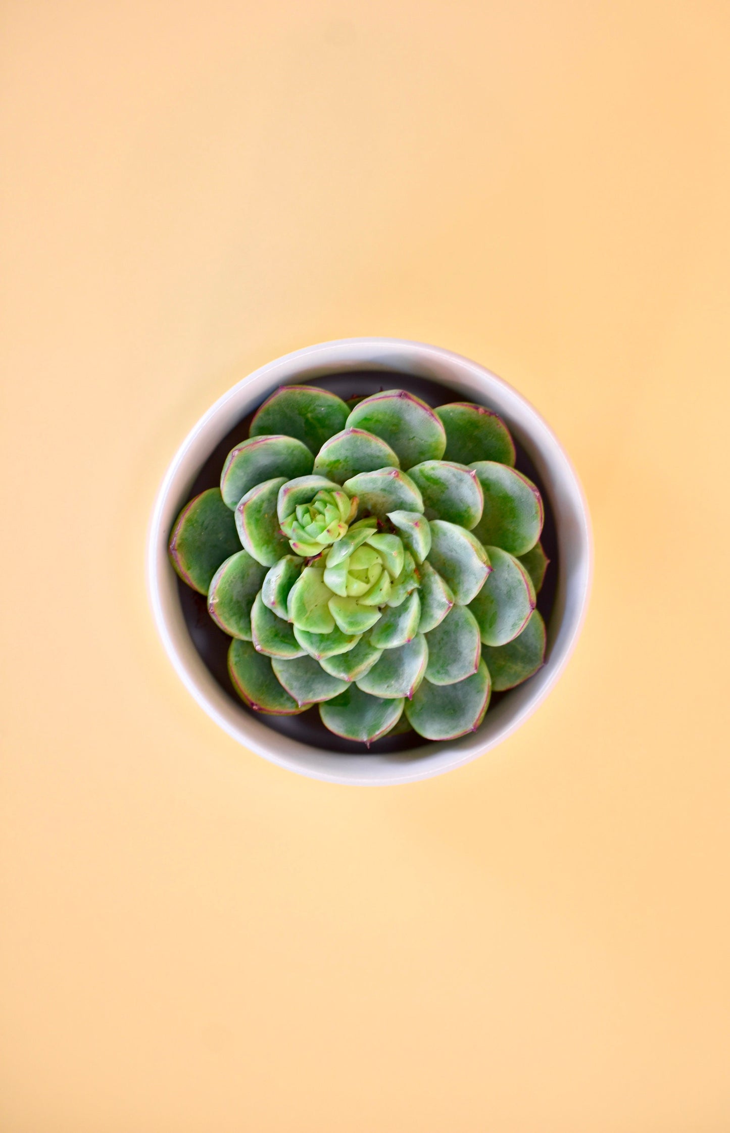 Serial Plant Killer, Funny Succulent Pot