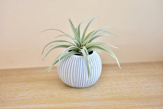 Modern Decorative Bud Vase