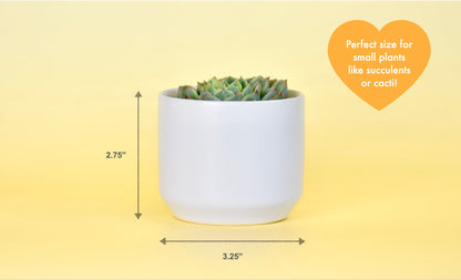 Feeling Cute Might Die Later Succulent Plant Pot
