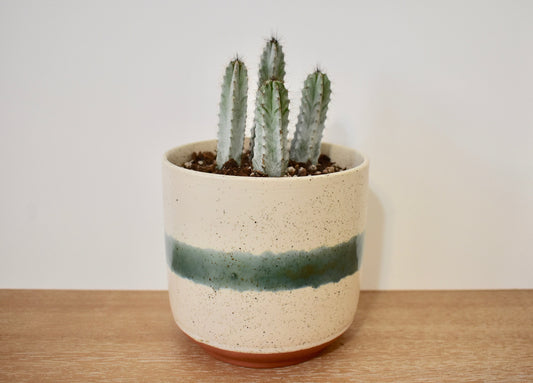 Mateo Cactus Plant Pot