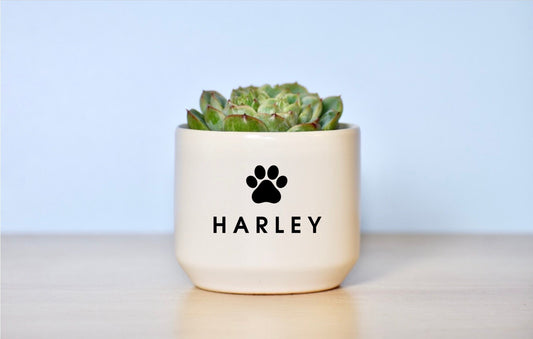 Personalized Pet Memorial Succulent Plant Pot